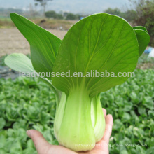 PK09 Yiqiu cold resistant f1 hybrid pakchoi seeds, rape seeds for planting